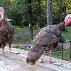 Chocolate Turkeys For Sale